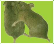 Mice or Pest Photo