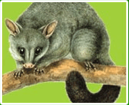 Melbourne Possum Image